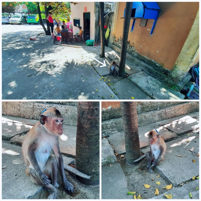 f:id:A-hanoi:20220206161107j:image
