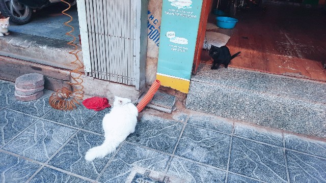 f:id:A-hanoi:20220228110759j:image