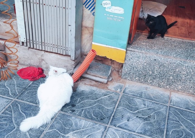 f:id:A-hanoi:20220301093102j:image