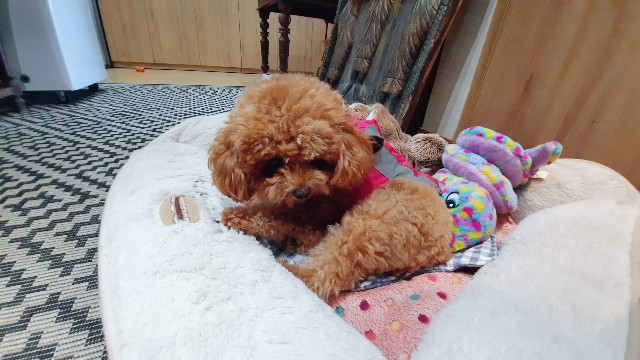 f:id:A-hanoi:20220301122308j:image