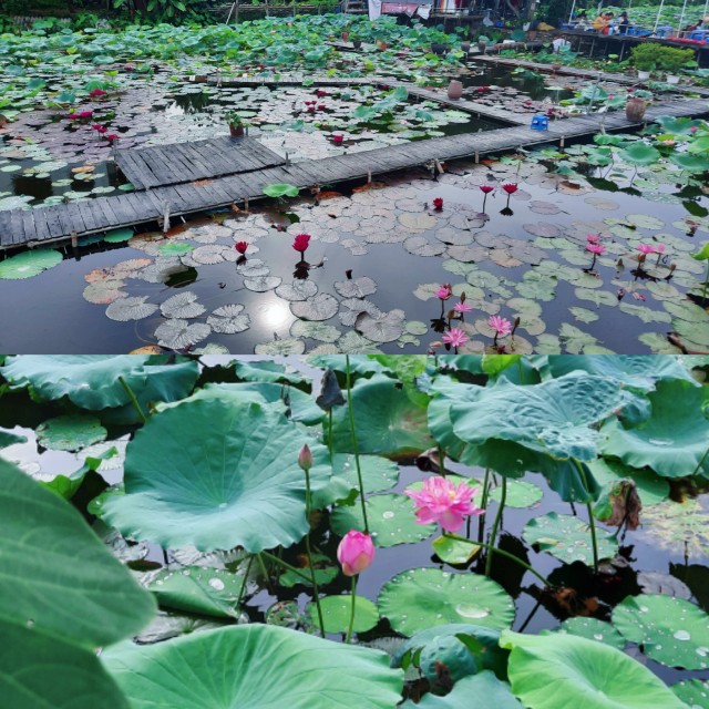 f:id:A-hanoi:20220617113802j:image f:id:A-hanoi:20220617113802j:image