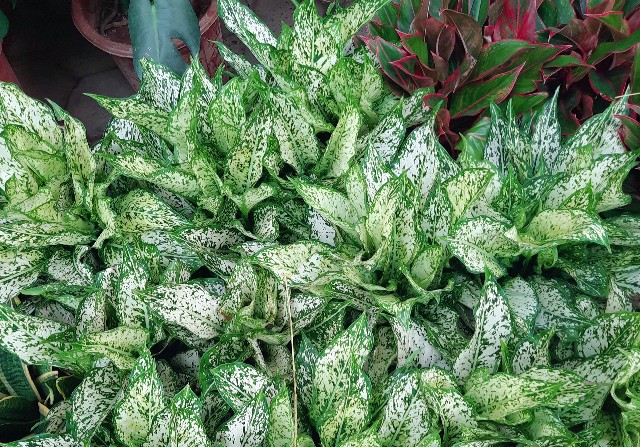 f:id:A-hanoi:20220701234715j:image f:id:A-hanoi:20220701234715j:image