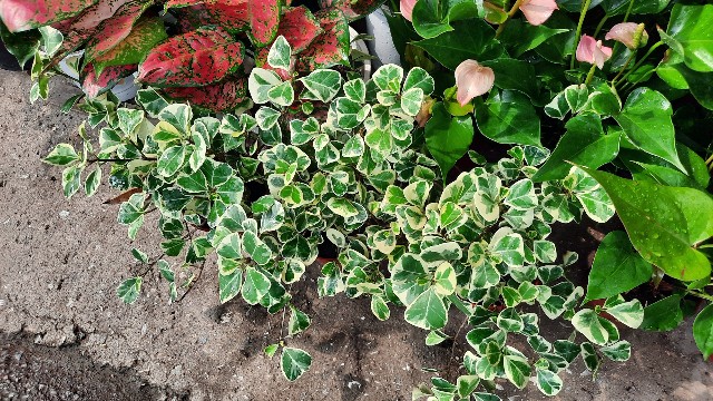 f:id:A-hanoi:20220701234820j:image f:id:A-hanoi:20220701234820j:image