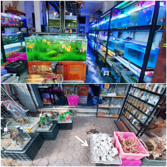 f:id:A-hanoi:20220701235021j:image f:id:A-hanoi:20220701235021j:image