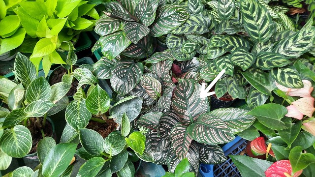 f:id:A-hanoi:20220701235357j:image f:id:A-hanoi:20220701235357j:image