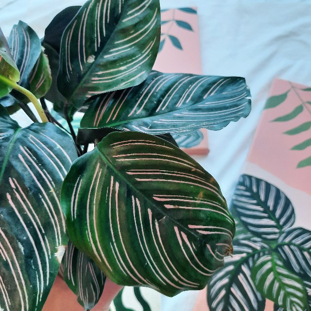 f:id:A-hanoi:20220701235920j:image f:id:A-hanoi:20220701235920j:image