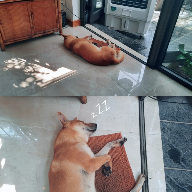 f:id:A-hanoi:20221010182018j:image