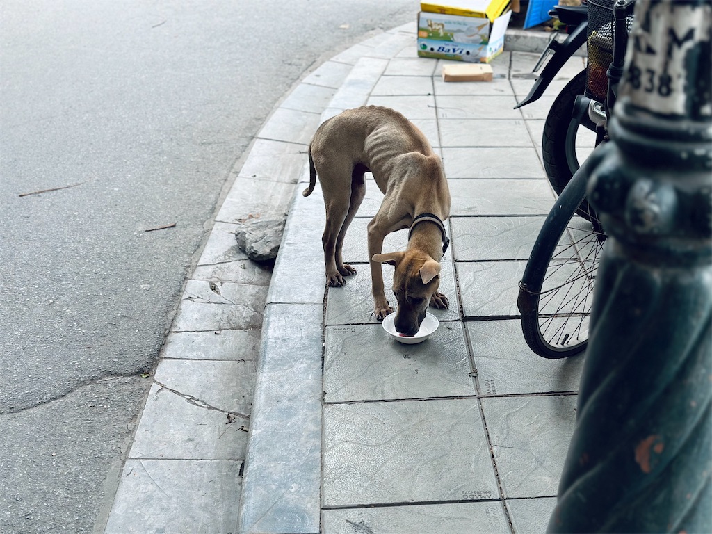 f:id:A-hanoi:20230411144459j:image f:id:A-hanoi:20230411144459j:image