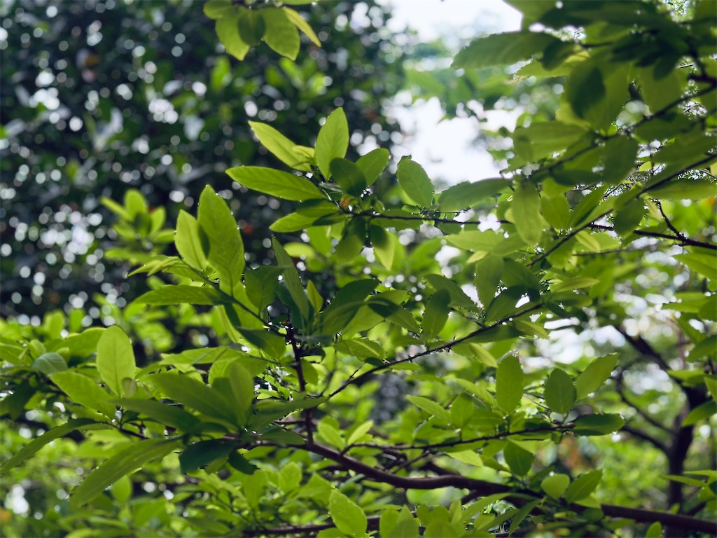 f:id:A-hanoi:20230411144539j:image f:id:A-hanoi:20230411144539j:image