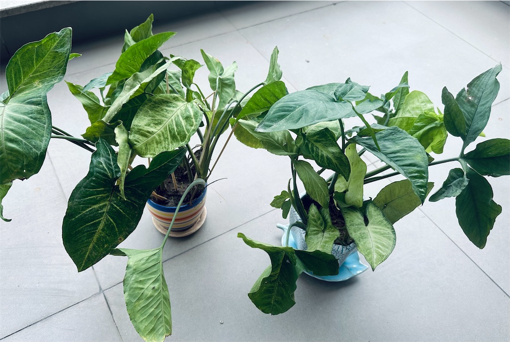 f:id:A-hanoi:20230419174901j:image