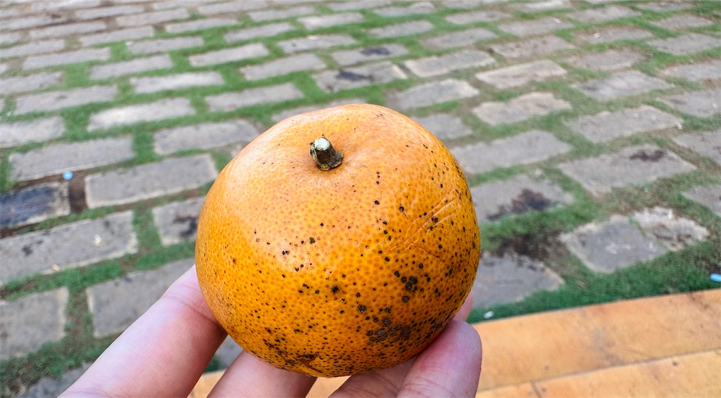 f:id:A-hanoi:20230427154447j:image