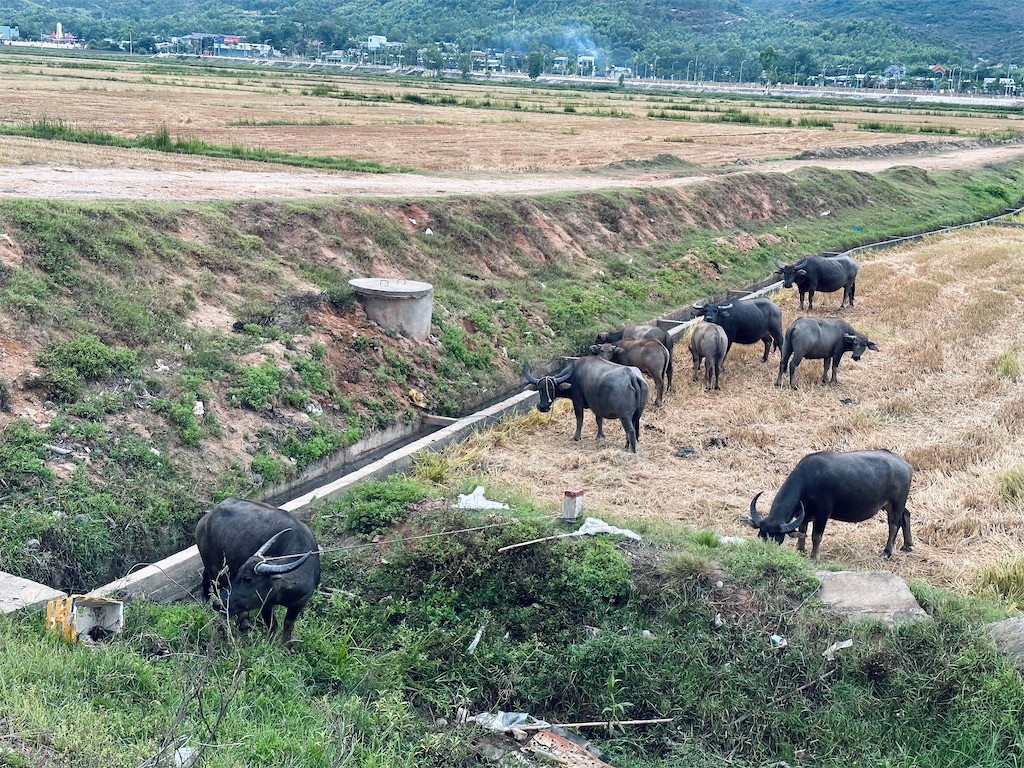 f:id:A-hanoi:20230506173443j:image f:id:A-hanoi:20230506173443j:image