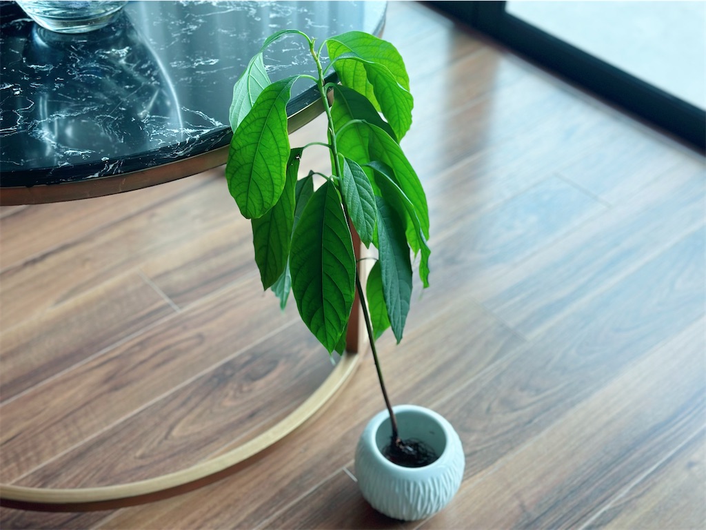 f:id:A-hanoi:20230513173425j:image