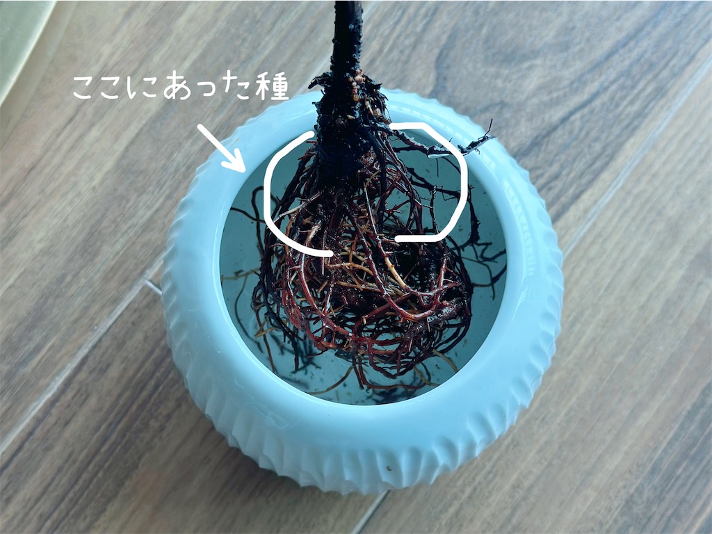 f:id:A-hanoi:20230513173853j:image