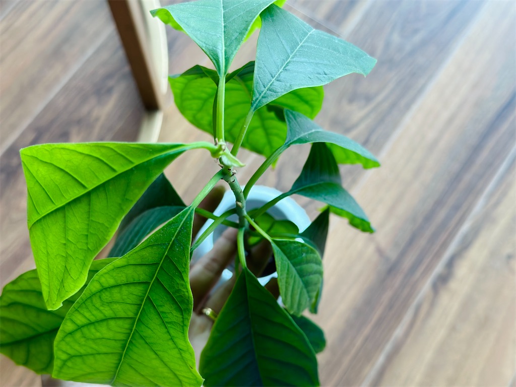 f:id:A-hanoi:20230513174201j:image