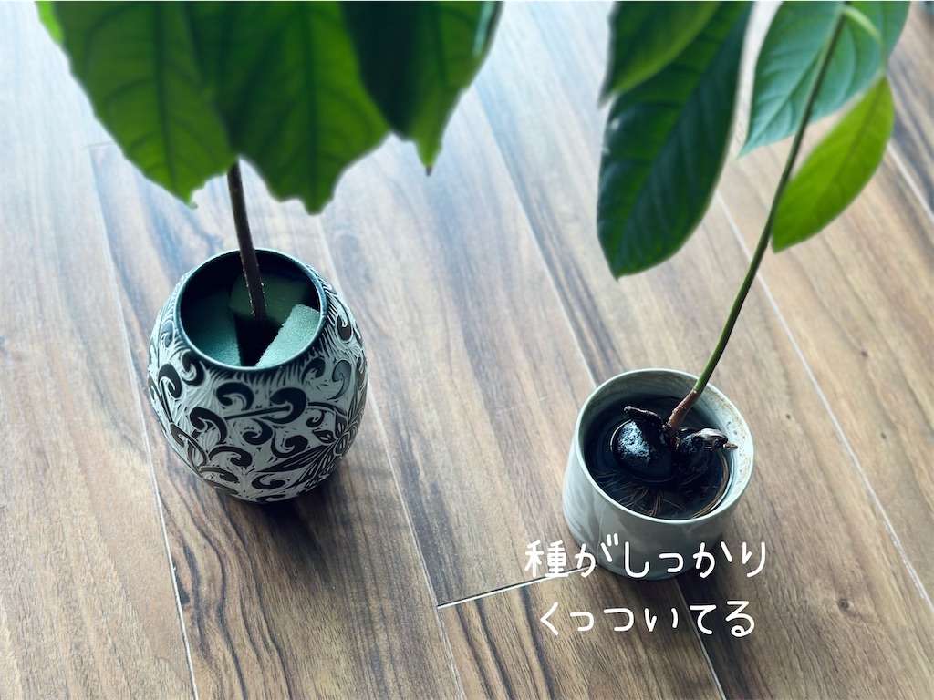 f:id:A-hanoi:20230513181037j:image