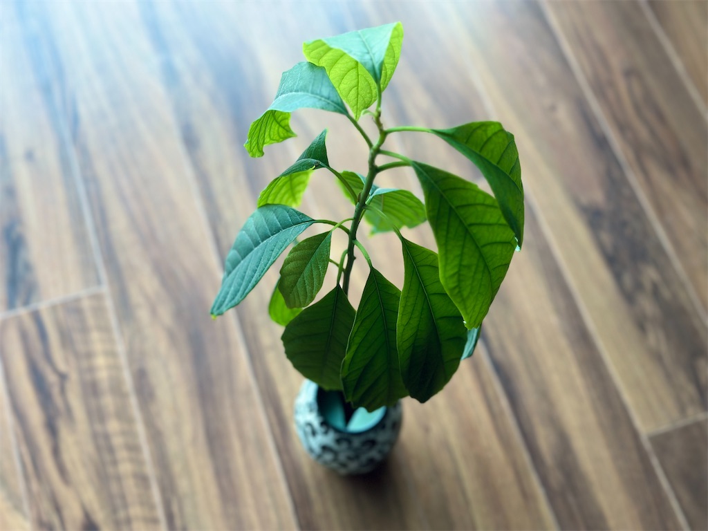 f:id:A-hanoi:20230513181208j:image