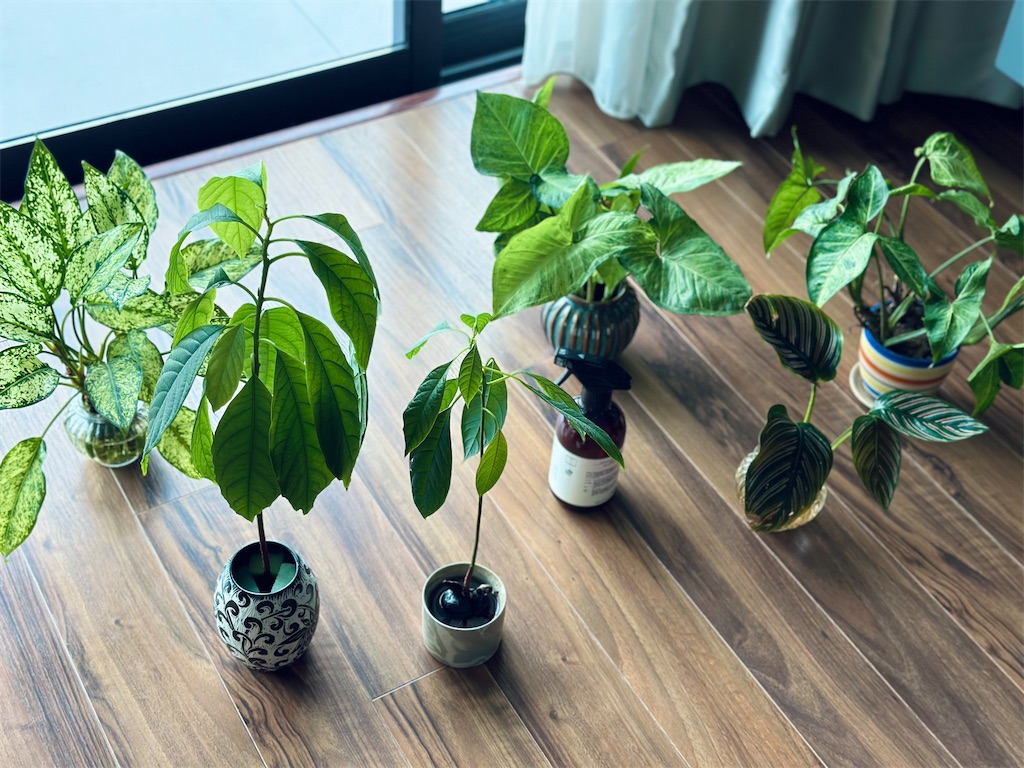 f:id:A-hanoi:20230513181212j:image