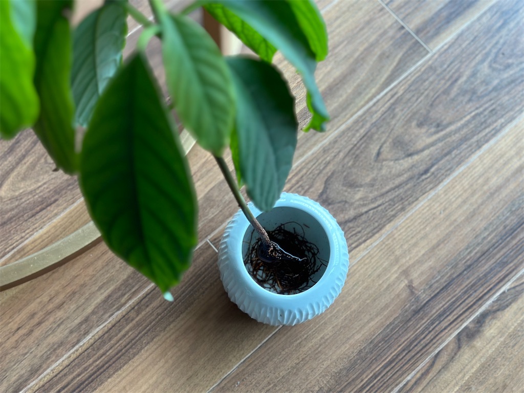 f:id:A-hanoi:20230513235716j:image