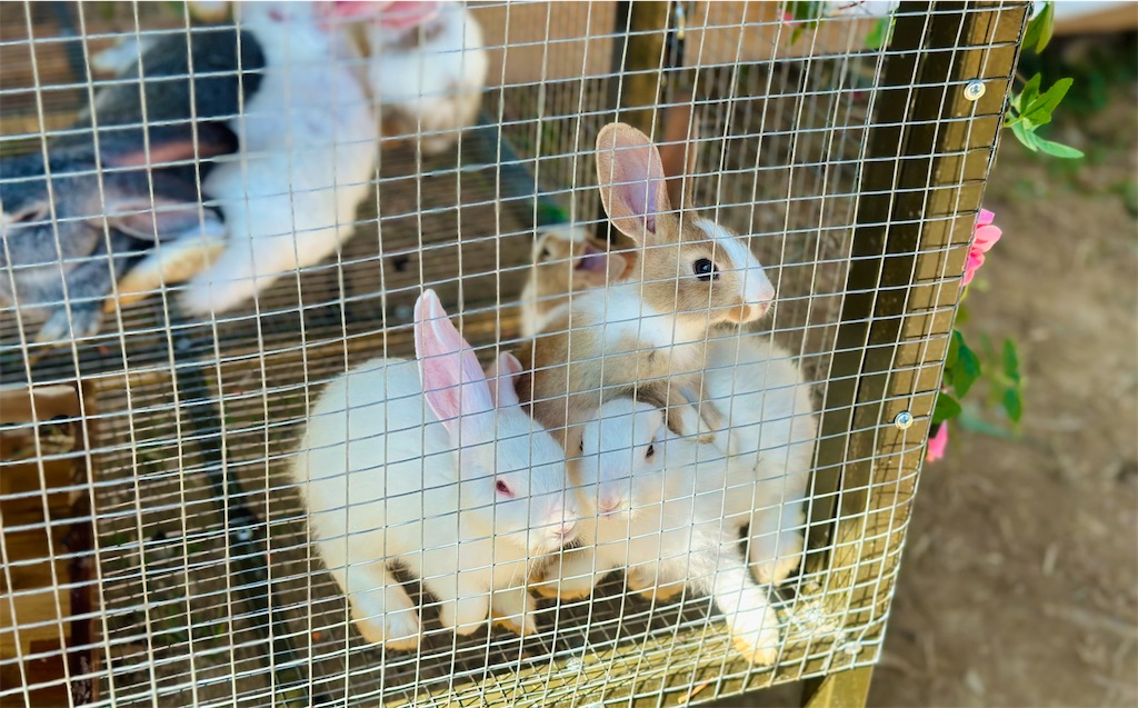 f:id:A-hanoi:20230517132308j:image f:id:A-hanoi:20230517132308j:image