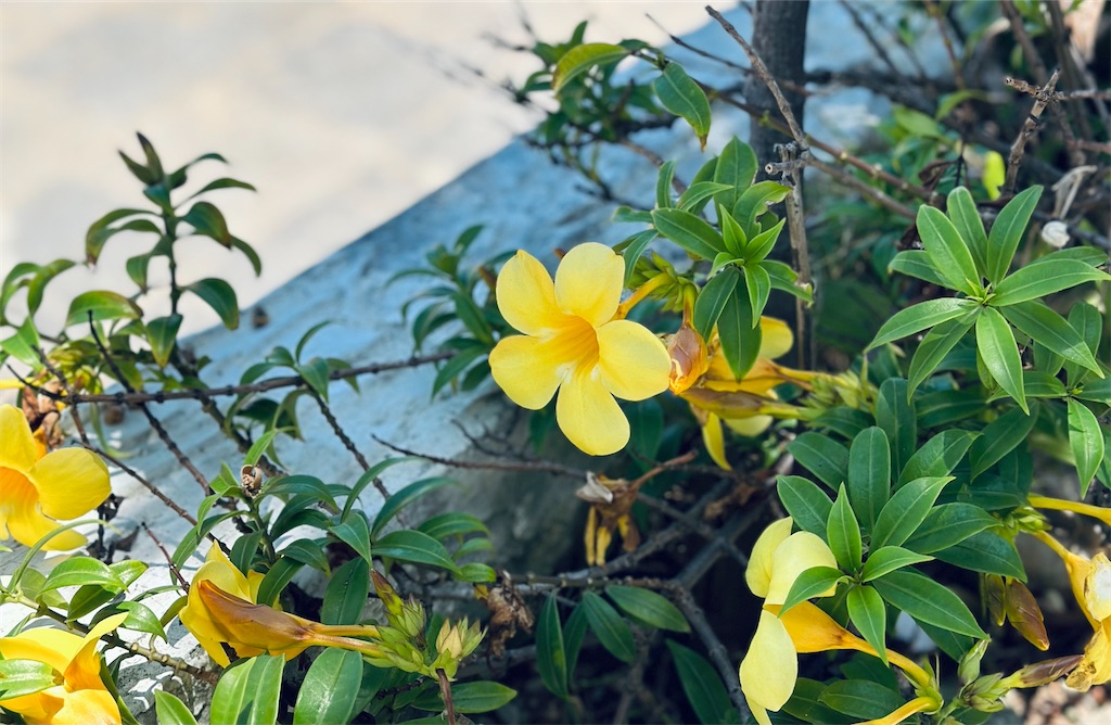 f:id:A-hanoi:20230524171041j:image