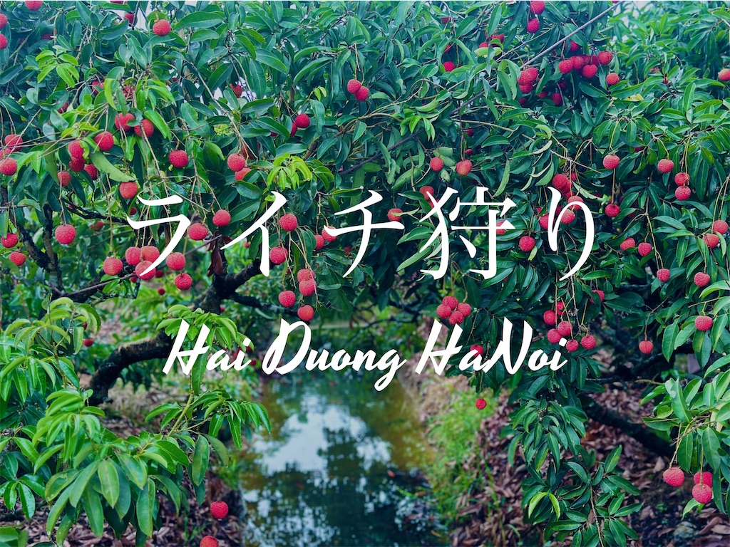 f:id:A-hanoi:20230619123156j:image