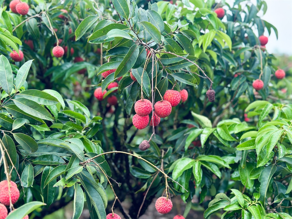f:id:A-hanoi:20230619125418j:image