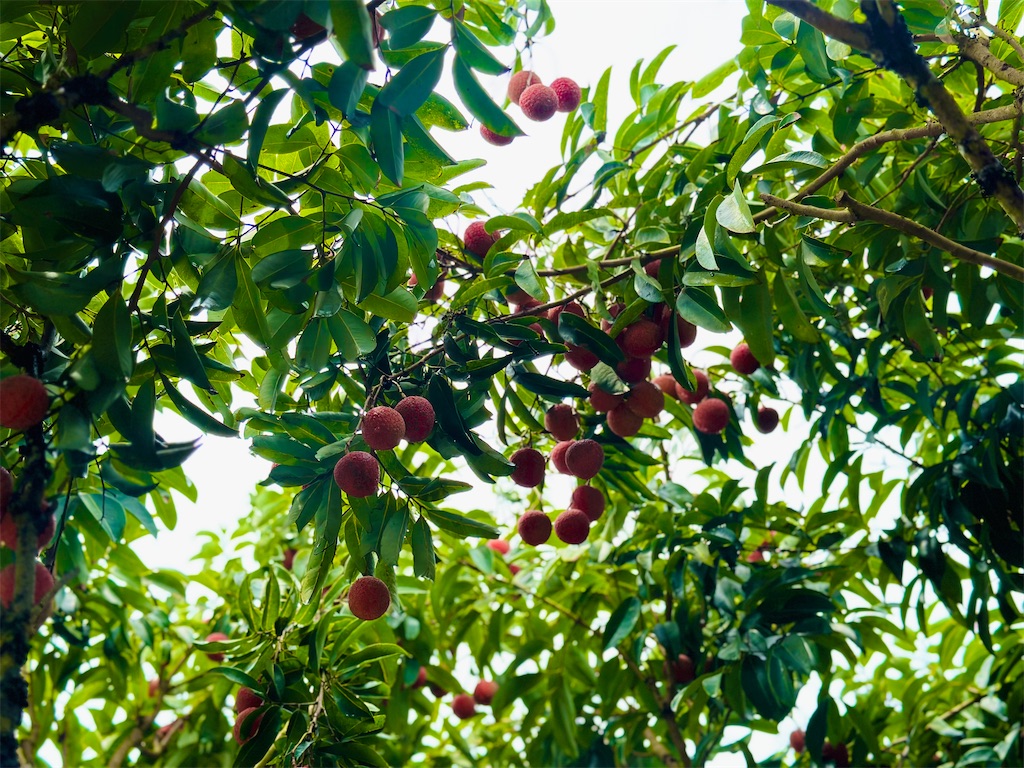 f:id:A-hanoi:20230619125544j:image