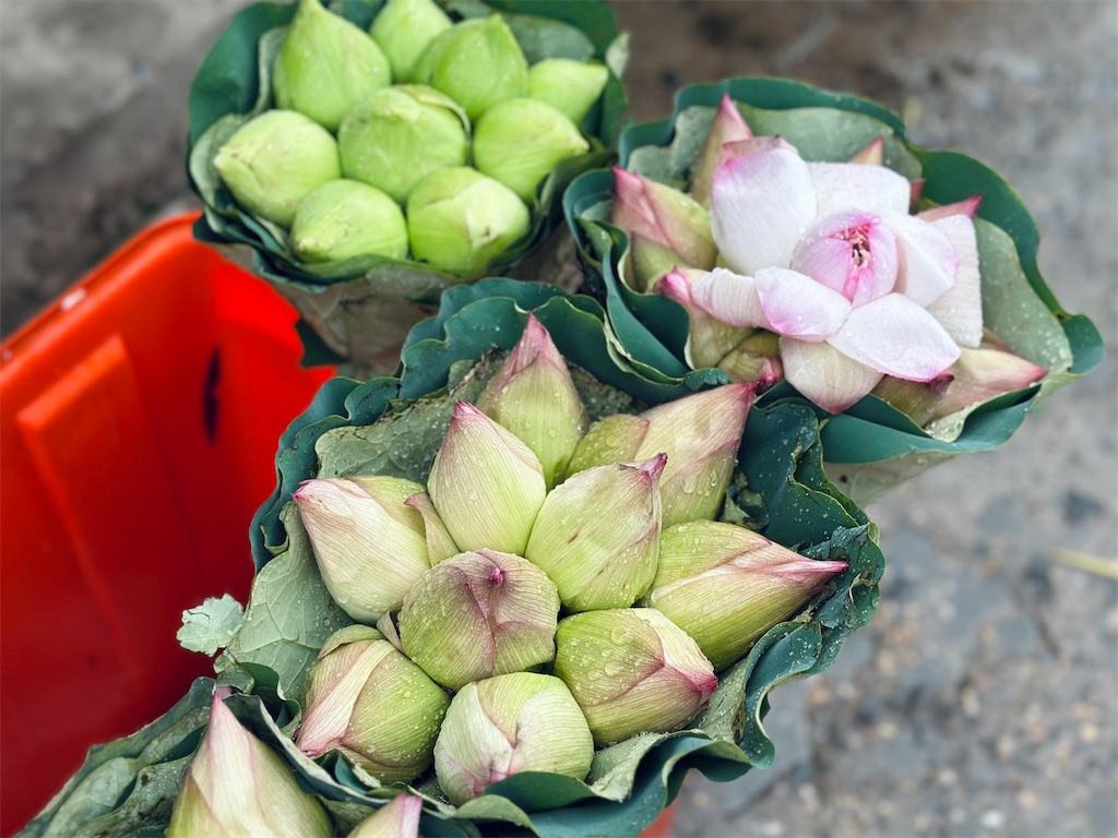 f:id:A-hanoi:20230623130937j:image