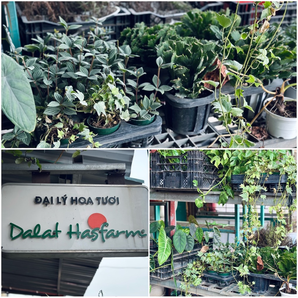 f:id:A-hanoi:20230623131609j:image