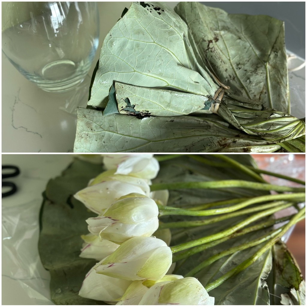 f:id:A-hanoi:20230623132012j:image