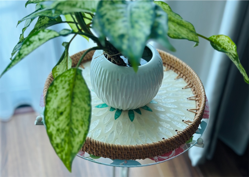f:id:A-hanoi:20230708183846j:image