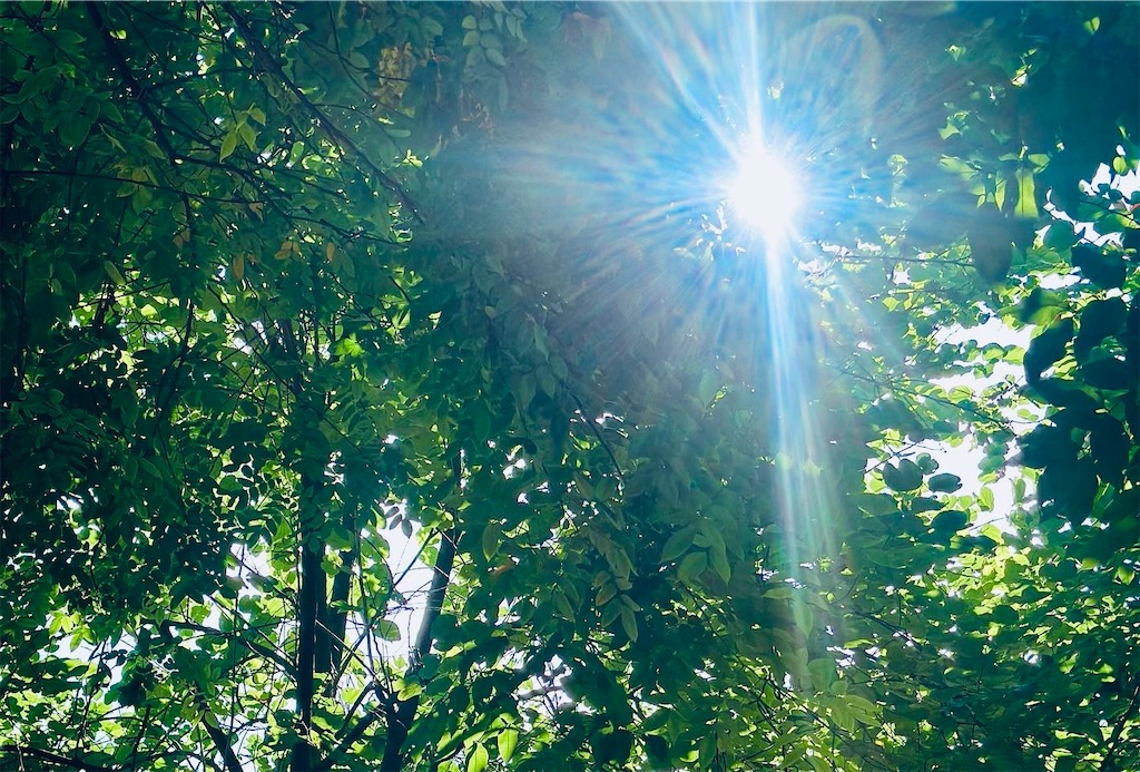 f:id:A-hanoi:20230725135906j:image