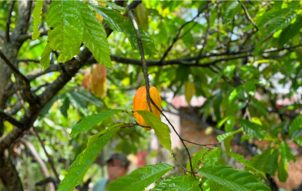 f:id:A-hanoi:20230905182320j:image