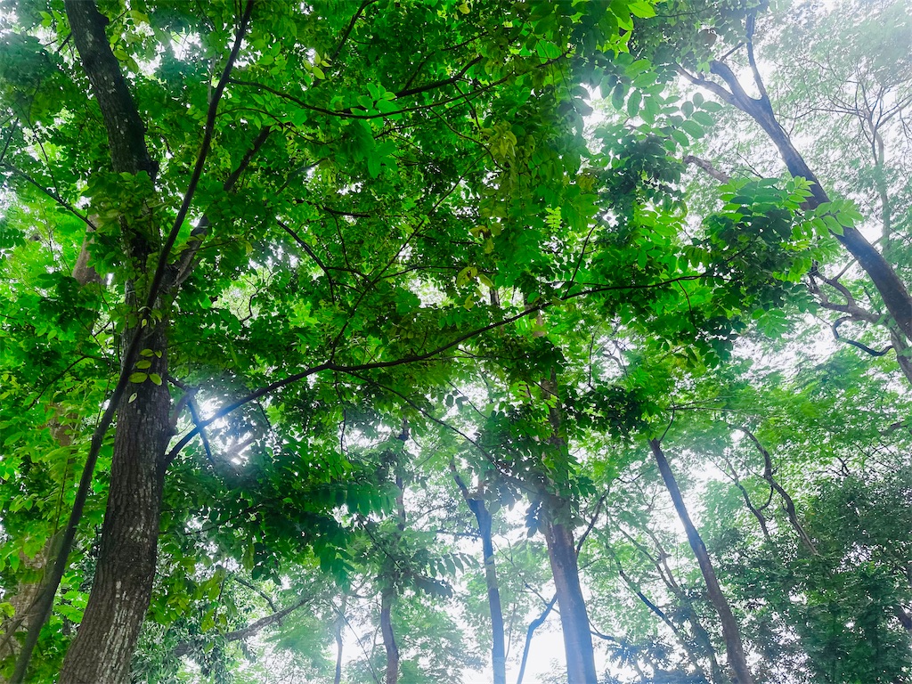 f:id:A-hanoi:20231017175643j:image