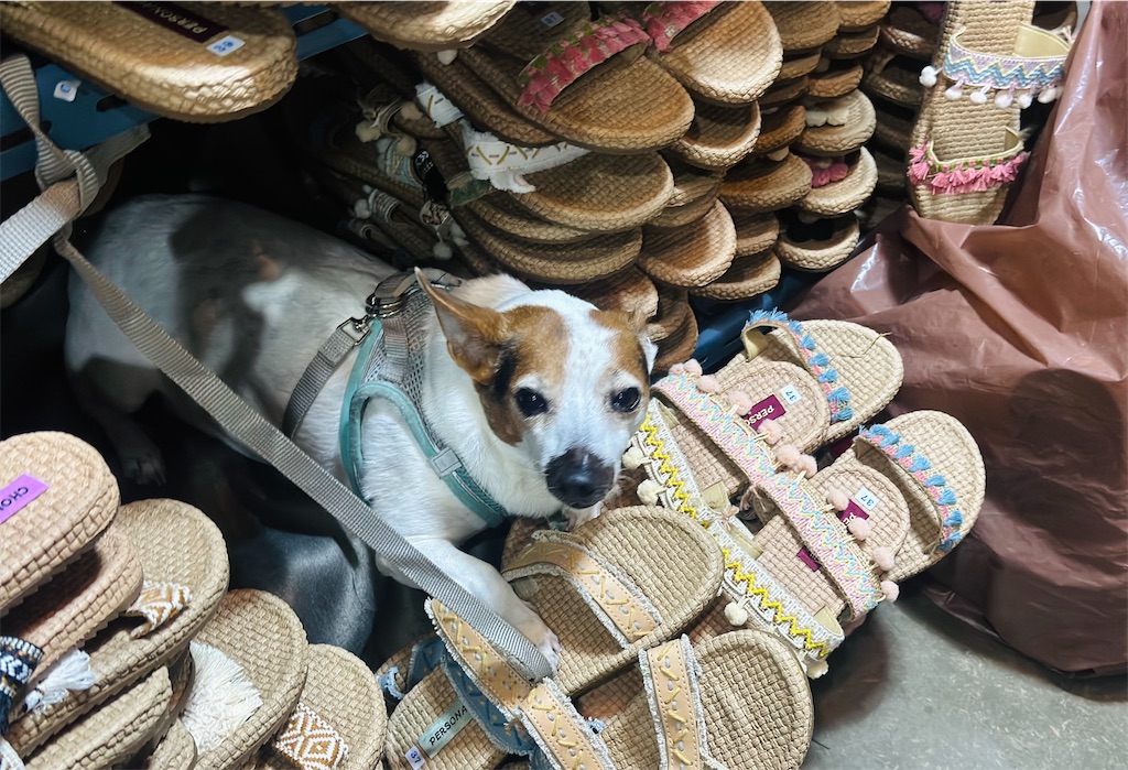 f:id:A-hanoi:20231206171227j:image