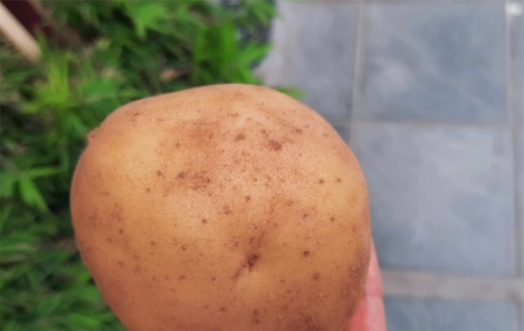 f:id:A-hanoi:20240426191252j:image