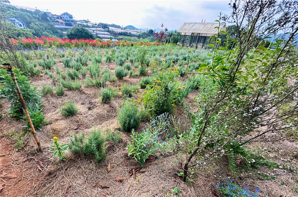 f:id:A-hanoi:20240507192754j:image