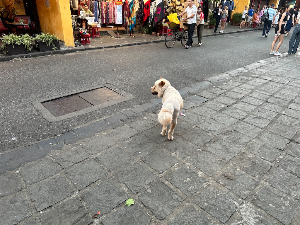 f:id:A-hanoi:20240521151726j:image