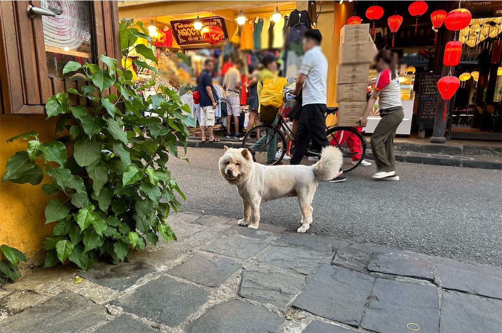 f:id:A-hanoi:20240521152057j:image