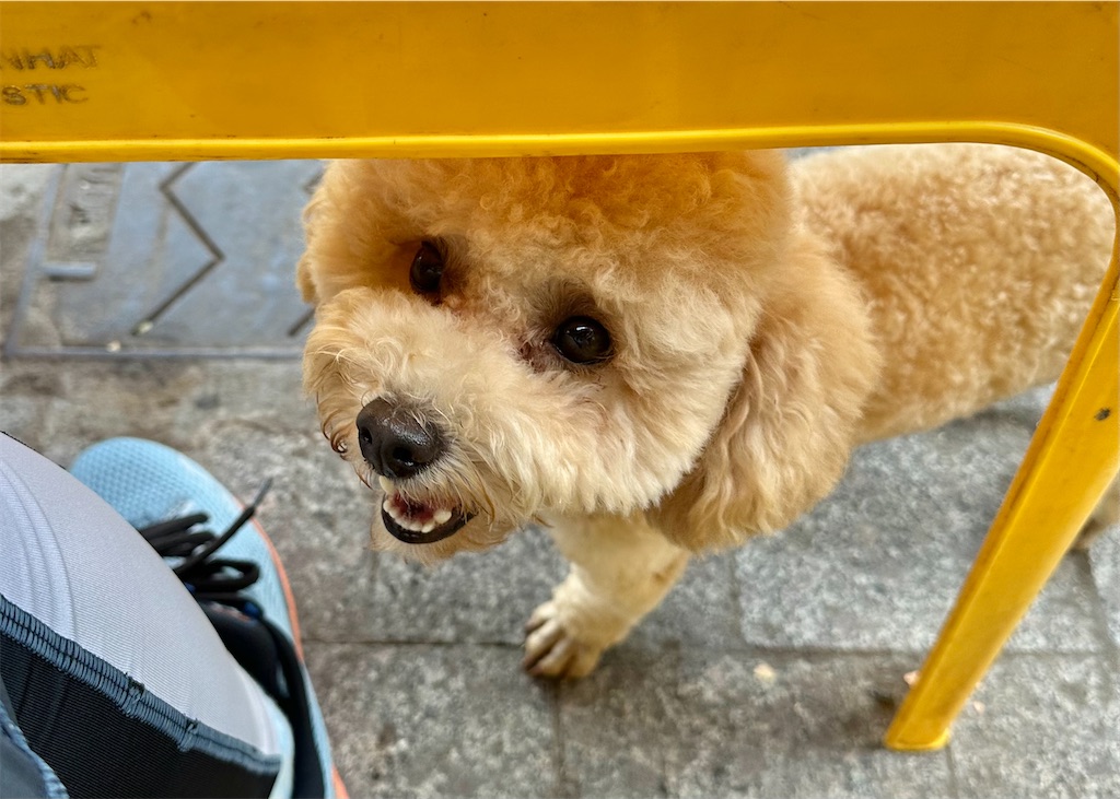 f:id:A-hanoi:20241014132923j:image