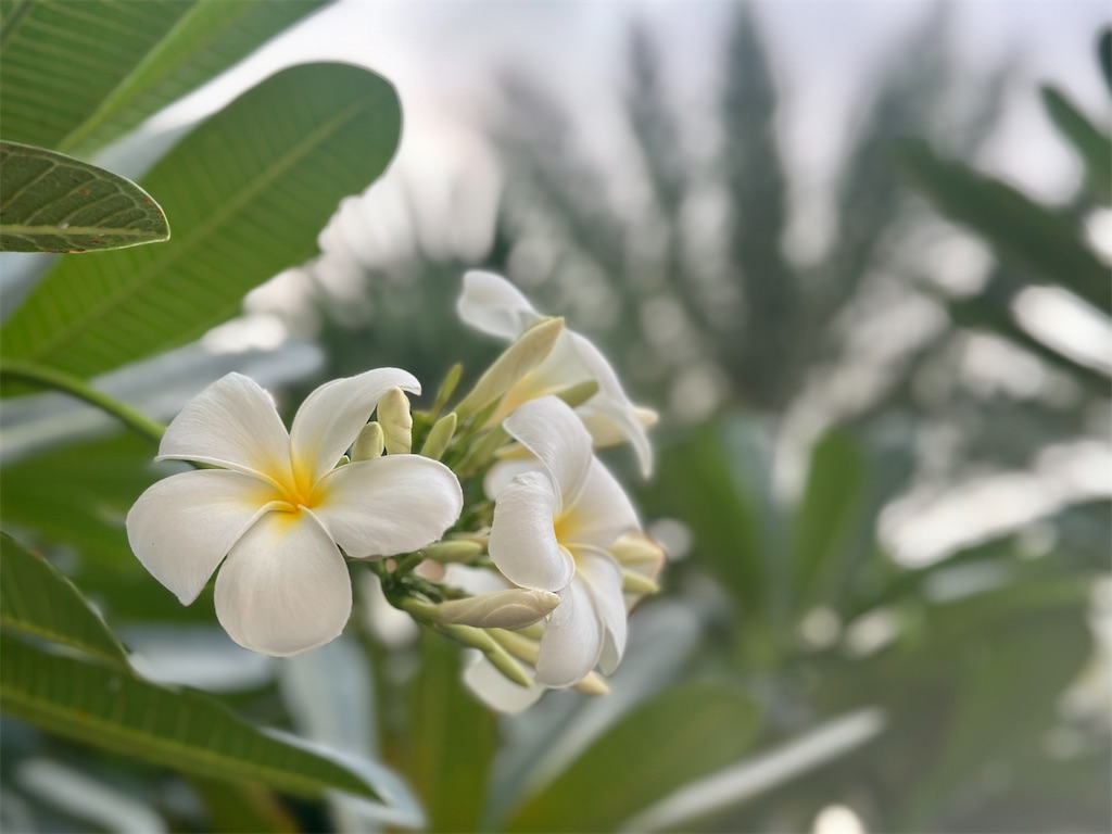 f:id:A-hanoi:20250201174426j:image
