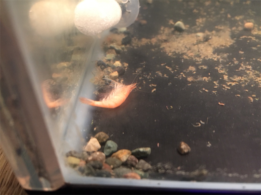 f:id:A-mi-aquarium:20170613020712j:image f:id:A-mi-aquarium:20170613020712j:image