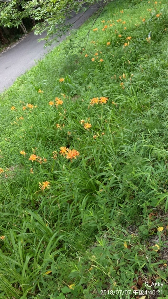 f:id:A-sky:20180714123208j:plain f:id:A-sky:20180714123208j:plain