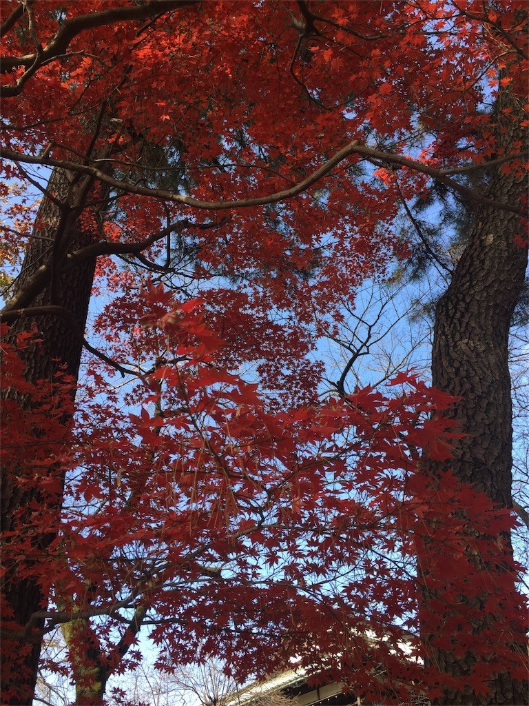 f:id:A-win:20171203220442j:image