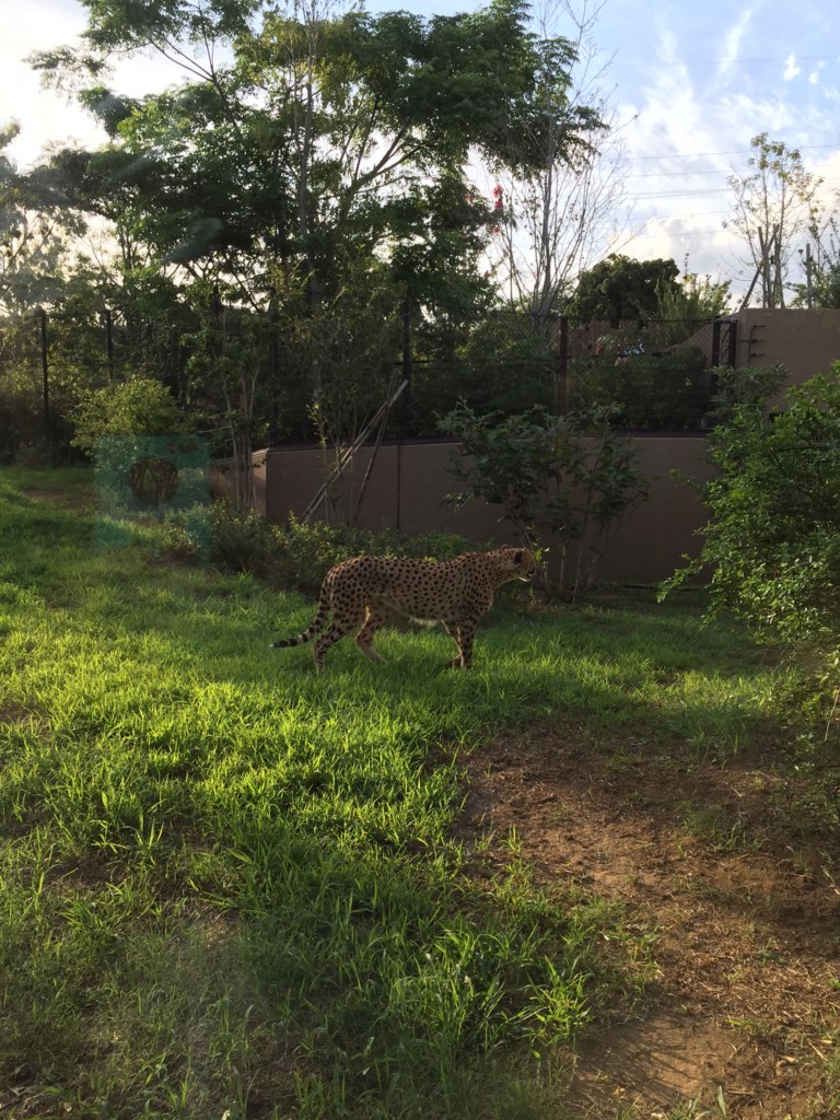 f:id:A-win:20180819101931j:plain