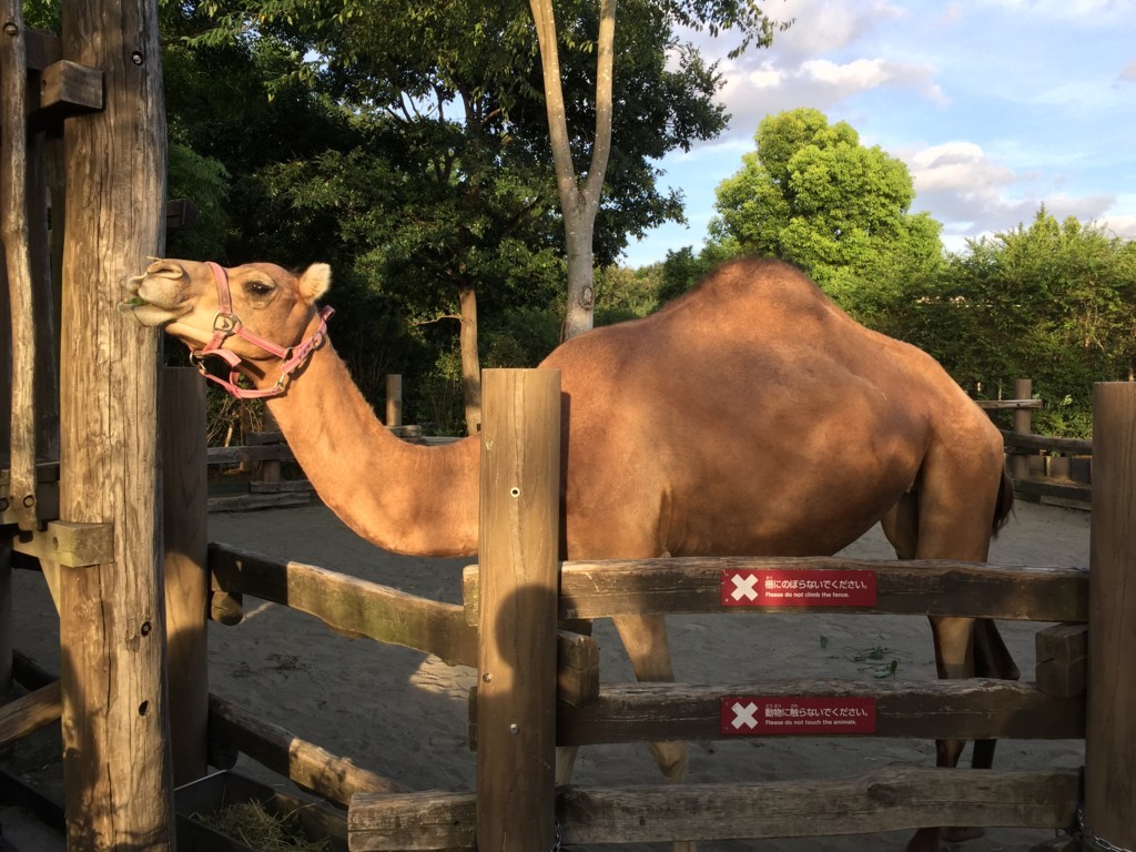 f:id:A-win:20180819102027j:plain