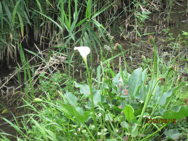 f:id:A0153:20160619101329j:image:w360 f:id:A0153:20160619101329j:image:w360