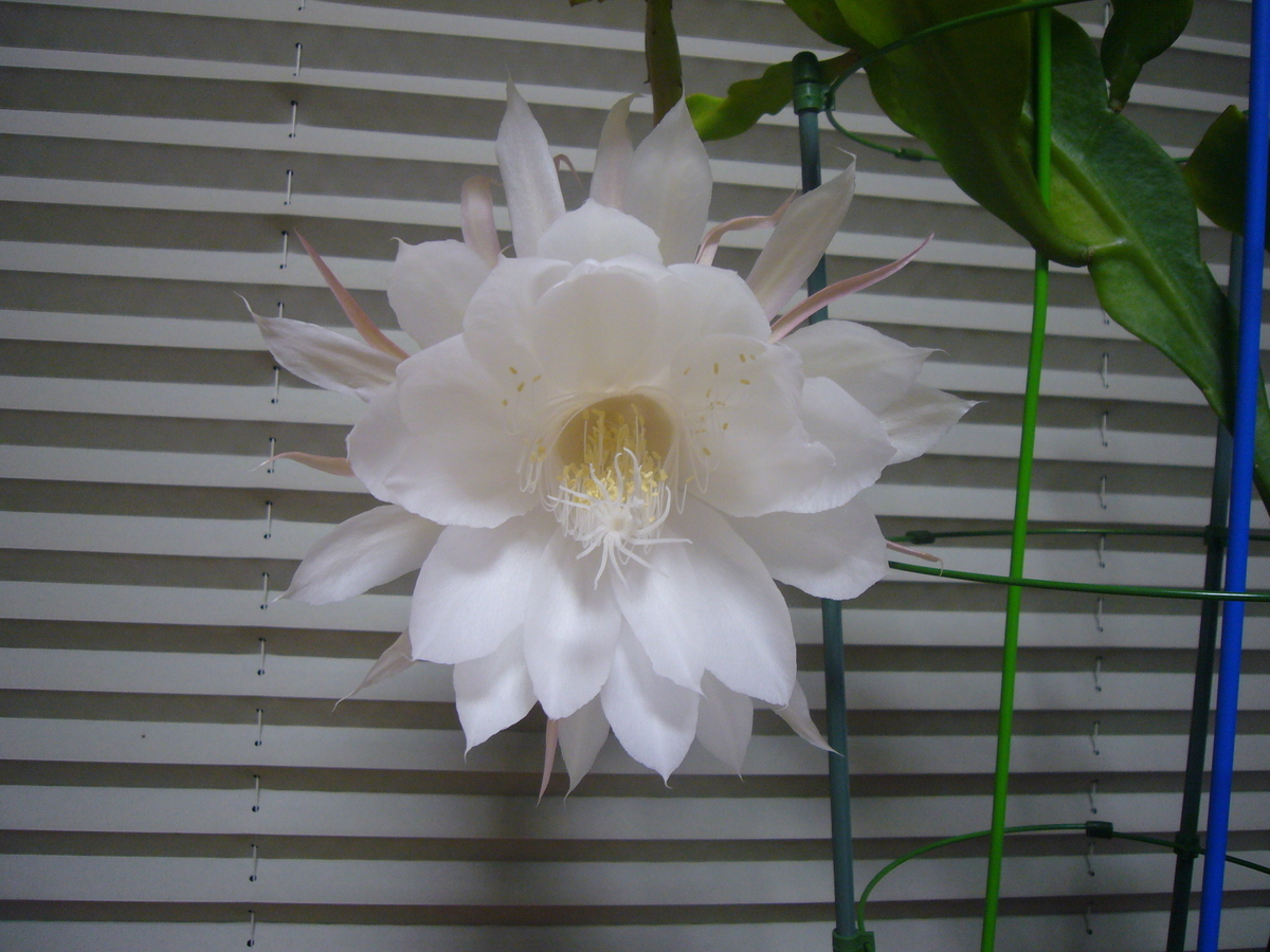f:id:A0153:20190717222252j:plain