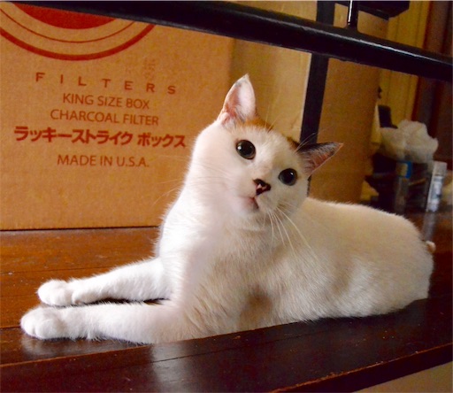 f:id:A2laboratory:20210609155721j:image f:id:A2laboratory:20210609155721j:image